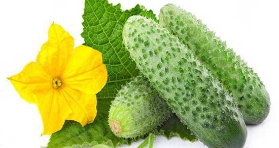 تعبیر خواب خیار خوردن ، معنی دیدن خیار خوردن در خواب های ما چیست تعبیر خواب خیار خوردن ، معنی دیدن خیار خوردن در خواب های ما چیست