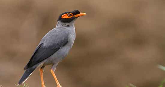 تعبیر خواب داشتن مرغ مینا ، معنی داشتن و دیدن و گرفتن مرغ مینا در خواب چیست