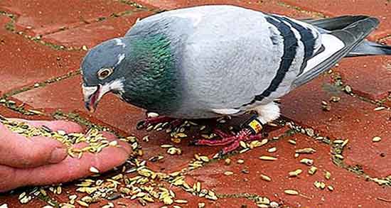 تعبیر خواب دانه دادن به کبوتر ، سفید در حرم و به کبوترهای سیاه و قهوه ای