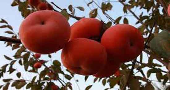 تعبیر خواب درخت خرمالو چیست ، معنی درخت خرمالو بزرگ و کوچک در خواب