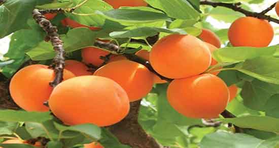تعبیر خواب درخت زردآلو ابن سیرین ، در خانه و روی درخت چیدن و خوردن