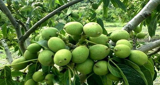 تعبیر خواب درخت فندق ، سبز و بزرگ و سنجاب روی درخت فندق در خواب ما چیست