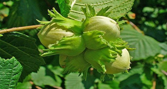 تعبیر خواب درخت فندق سبز ، معنی گرفتن و دادن فندق سبز در خواب به مرده چیست