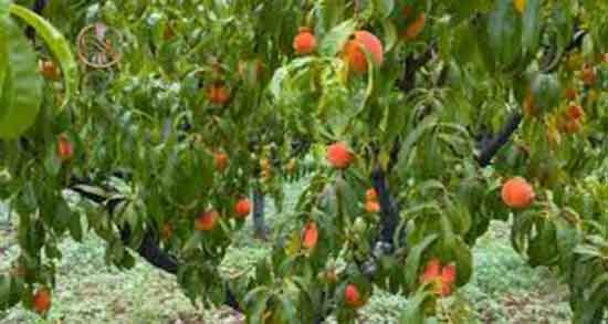 تعبیر خواب درخت هلو ، معنی دیدن درخت هلو در خواب های ما چیست