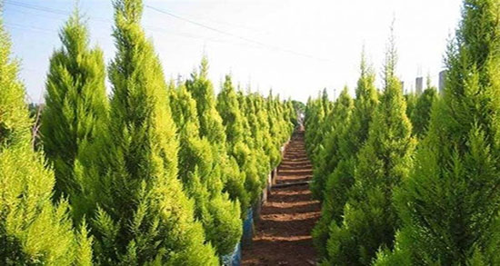 تعبیر خواب درخت کاج ، ابن سیرین و امام صادق قطع شده و دیدن میوه ی کاج
