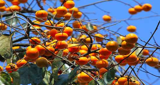 تعبیر خواب درختان خرمالو ، معنی دیدن درختان و باغ خرمالو در خواب چیست
