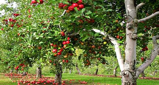 تعبیر خواب درختان میوه ، معنی دیدن درختان میوه در خواب چیست