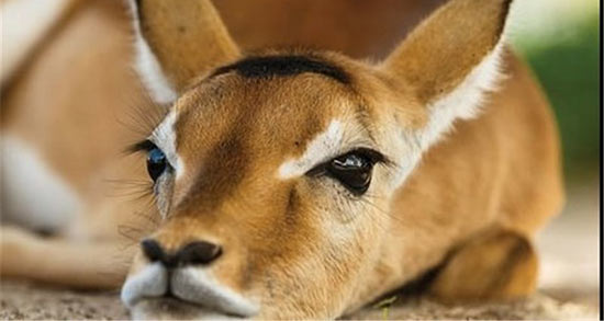 تعبیر خواب دیدن آهو در خانه ، معنی دیدن آهو در خانه در خواب های ما چیست تعبیر خواب دیدن آهو در خانه ، معنی دیدن آهو در خانه در خواب های ما چیست