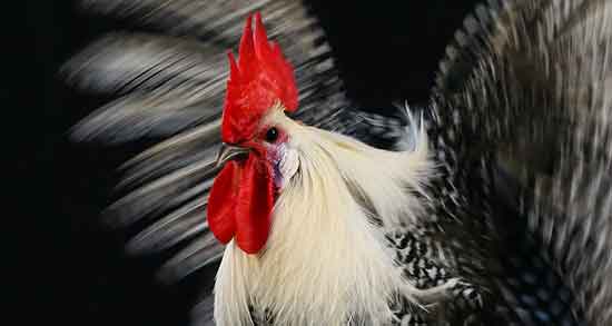 تعبیر خواب دیدن خروس حنایی برای دختر مجرد و حرف زدن خروس مرده تعبیر خواب دیدن خروس ؛ معنی دیدن خروس در خواب های ما چیست