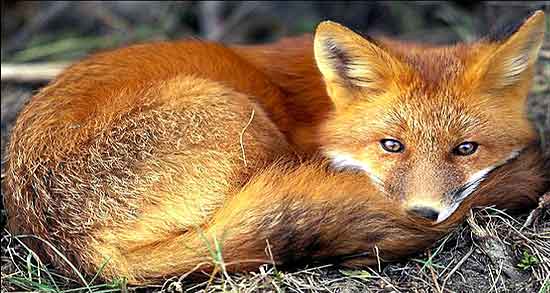 تعبیر خواب دیدن روباه قهوه ای ، معنی دیدن روباه قهوه ای در خواب های ما چیست تعبیر خواب دیدن روباه قهوه ای ، معنی دیدن روباه قهوه ای در خواب های ما چیست