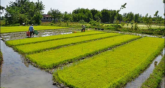 تعبیر خواب دیدن شالیزار سبز ، معنی دیدن شالیزار سبز در خواب های ما چیست