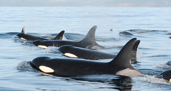 تعبیر خواب دیدن نهنگ در استخر و دریا و خشکی امام صادق و حضرت یوسف تعبیر خواب دیدن نهنگ ، معنی دیدن نهنگ در خواب های ما چیست