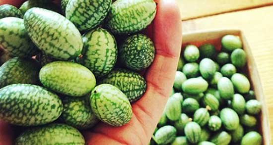 تعبیر خواب دیدن هندوانه ، معنی دیدن هندوانه در خواب های ما چیست