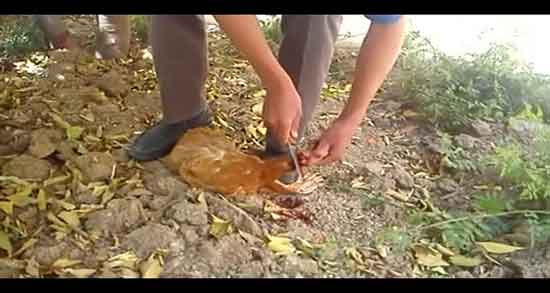 تعبیر خواب ذبح خروس ، و قربانی و کشتن خروس سیاه و قرمز و لاری در خواب