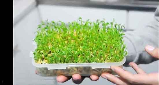 تعبیر خواب ذرت جوانه زده ، معنی جوانه زدن ذرت در خواب های ما چیست