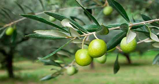 تعبیر خواب روغن زیتون ، معنی دیدن و خوردن روغن زیتون در خواب ما چیست