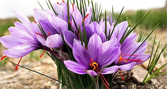 تعبیر خواب زعفران دیدن ، معنی زعفران دیدن در خواب های ما چیست