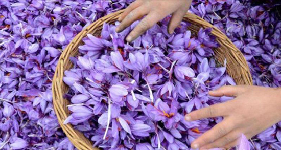 تعبیر خواب زعفران گرفتن ، معنی دیدن زعفران گرفتن در خواب های ما چیست
