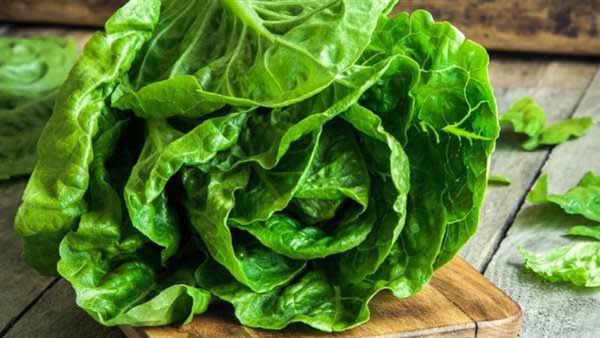 تعبیر خواب سالاد کاهو برای دختر مجرد + معنی سالاد کاهو برای دختر مجرد چیست