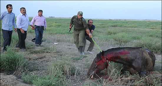 تعبیر خواب سر بریدن اسب ، معنی ذبح کردن و بریدن سر اسب در خواب چیست تعبیر خواب سر بریدن اسب ، معنی ذبح کردن و بریدن سر اسب در خواب چیست