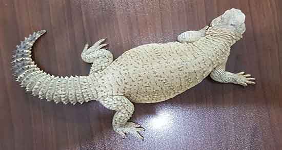 تعبیر خواب سوسمار سیاه بزرگ ، معنی دیدن سوسمار سیاه بزرگ در خواب چیست