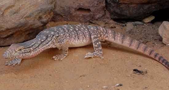 تعبیر خواب سوسمار چیست ، معنی دیدن سوسمار در خواب های ما چیست