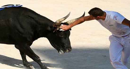 تعبیر خواب شاخ زدن گاو ، حمله گاو وحشی سیاه و قهوه ای در خواب به انسان