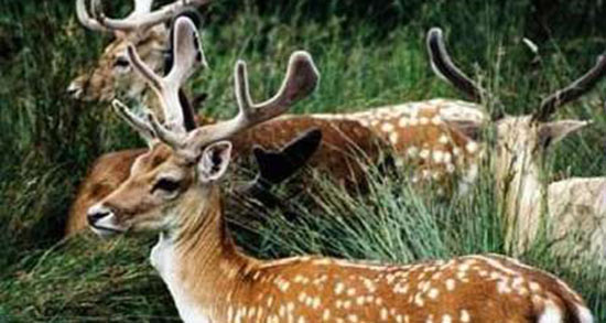 تعبیر خواب شاخ گوزن ، معنی دیدن شاخ گوزن در خواب های ما چیست