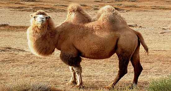 تعبیر خواب شتر برای زن باردار ، معنی دیدن شتر در خواب زن حامله چیست