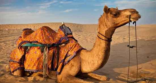 تعبیر خواب شتر قهوه ای در خانه ، از دید امام صادق و زایمان شتر در خواب چیست