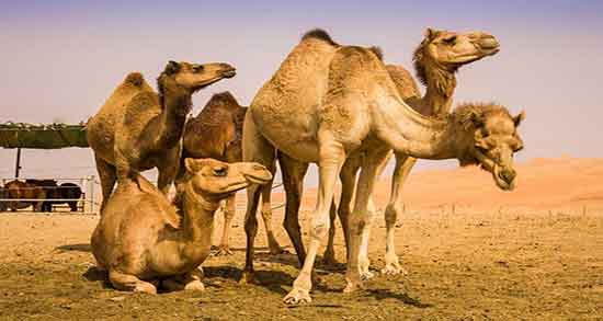 تعبیر خواب شتر ، وحشی و سیاه رنگ از ابن سیرین و حضرت یوسف و امام صادق