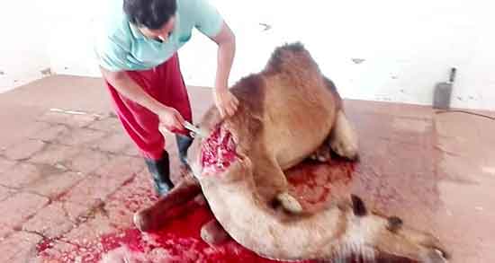 تعبیر خواب شتر کشتن ، معنی کشتن و ذبح کردن شتر در خواب چیست