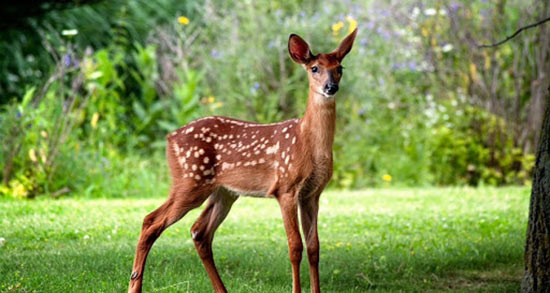 تعبیر خواب شکار آهو ، معنی دیدن شکار آهو در خواب های ما چیست