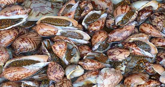 تعبیر خواب صدف و گوش ماهی ؛ معنی دیدن صدف و گوش ماهی در خواب چیست
