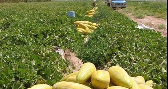 تعبیر خواب طالبی گندیده ، معنی دیدن طالبی گندیده در خواب های ما چیست