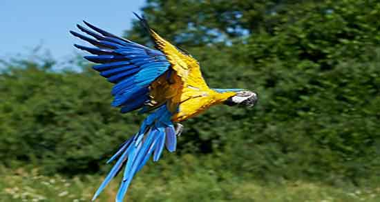 تعبیر خواب طوطی سبز بزرگ ، معنی دیدن طوطی سبز بزرگ در خواب چیست تعبیر خواب طوطی سبز بزرگ ، معنی دیدن طوطی سبز بزرگ در خواب چیست