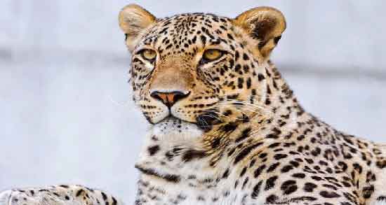 تعبیر خواب غذا دادن به پلنگ ، معنی غذا دادن و دوستی با پلنگ در خواب چیست