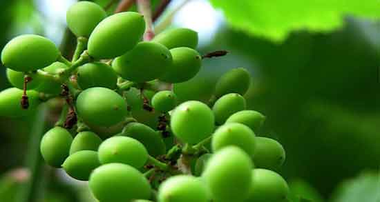 تعبیر خواب غوره ، ابن سیرین و آبغوره چیست و غوره سبز و ابغوره گیری و آبلیمو آبغوره