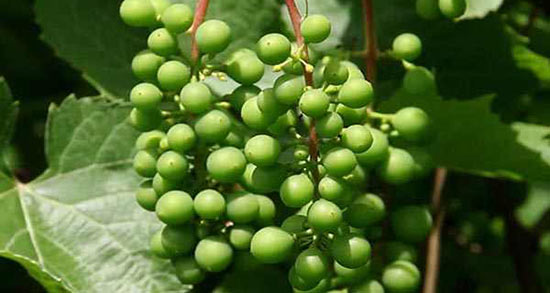 تعبیر خواب غوره امام صادق ، ابن سیرین و حضرت یوسف و منوچهر مطیعی تعبیر خواب غوره امام صادق ، ابن سیرین و حضرت یوسف و منوچهر مطیعی