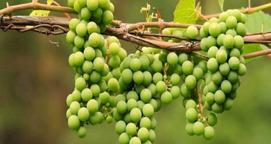 تعبیر خواب غوره برای زن باردار ، معنی دیدن غوره برای زن باردار در خواب چیست