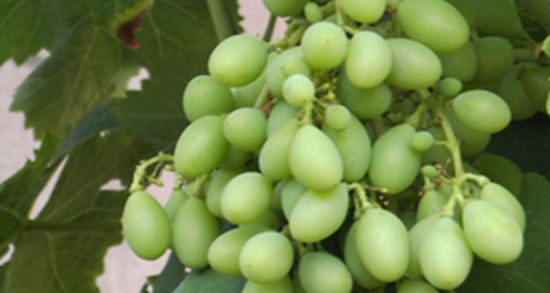 تعبیر خواب غوره روی درخت ، معنی غوره روی درخت در خواب های ما چیست