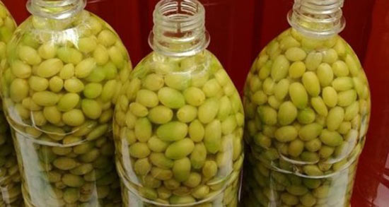 تعبیر خواب غوره چیدن از درخت ، معنی غوره چیدن از درخت در خواب چیست