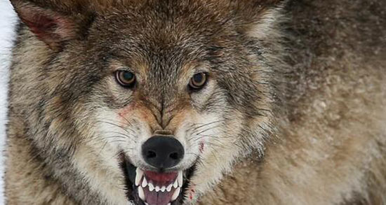 تعبیر خواب فراری دادن گرگ ، معنی دیدن فراری دادن گرگ در خواب های ما چیست تعبیر خواب فراری دادن گرگ ، معنی دیدن فراری دادن گرگ در خواب های ما چیست