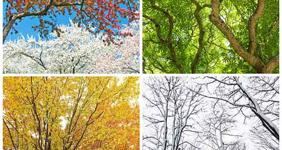 تعبیر خواب فصل ها ، معنی دیدن فصل ها در خواب های ما چیست