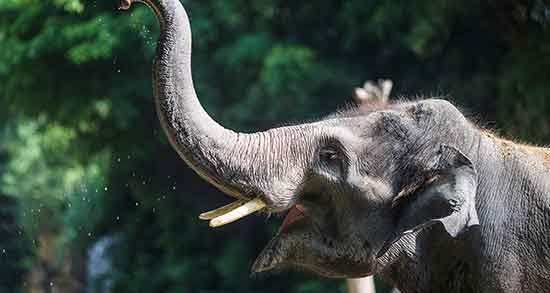 تعبیر خواب فیل و بچه فیل ، معنی دیدن فیل مادر و بچه فیل در خواب ما چیست تعبیر خواب فیل و بچه فیل ، معنی دیدن فیل مادر و بچه فیل در خواب ما چیست