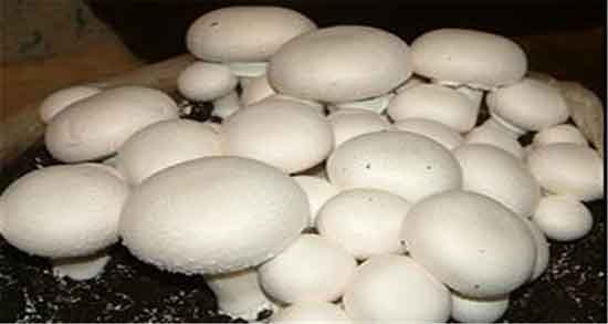 تعبیر خواب قارچ از دیدگاه امام صادق ، درآوردن زمین و کندن قارچ خوراکی و چیدن