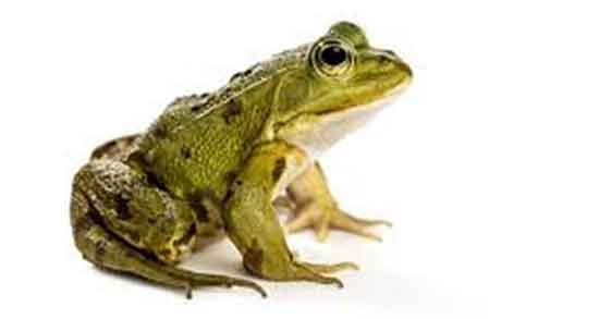 تعبیر خواب قورباغه از حضرت یوسف و قورباغه مرده در توالت در خواب دیدن تعبیر خواب قورباغه ، از حضرت یوسف و قورباغه مرده در توالت در خواب دیدن