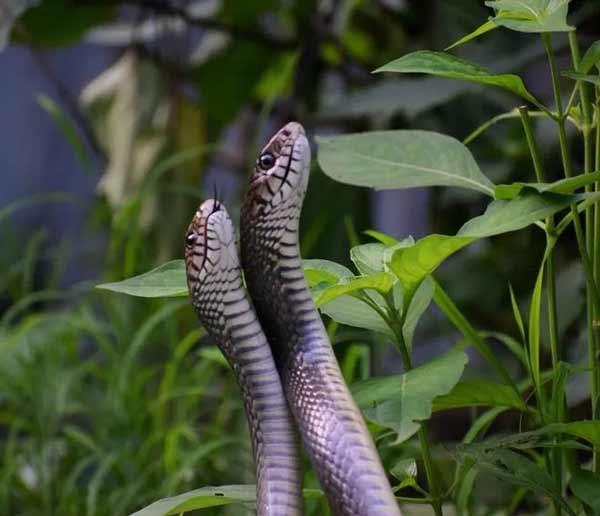 تعبیر خواب مار جفتی + معنی مار جفتی در خواب چیست