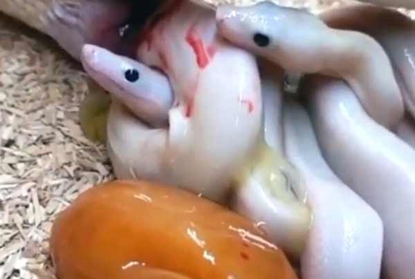 تعبیر خواب مار حامله چیست + معنی مار حامله در خواب چیست