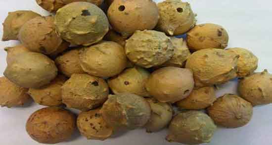 تعبیر خواب مازو ، معنی دیدن و چیدن مازو سبز و سفدی و بلوط در خواب چیست